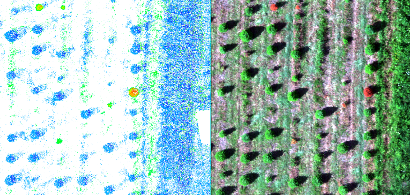 Détection d’arbres infectés (à gauche) à partir d’une ortho mosaïque multi bandes (à droite)